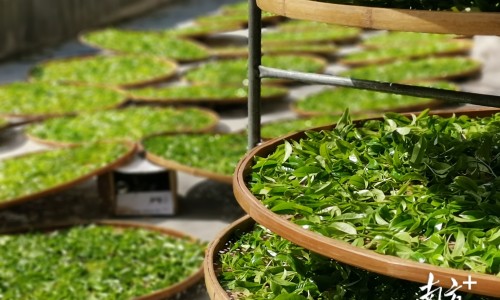 茶叶有保质期吗，放久了还可以喝吗
