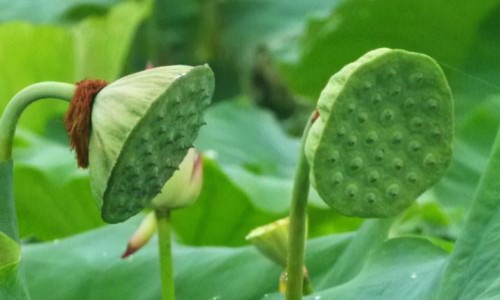 虎奶菇的功效和作用-虎奶菇的功效网-分享虎奶菇的功效和作用，虎奶菇价格一览表知识库